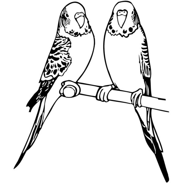 BIRD014 Thumbnail